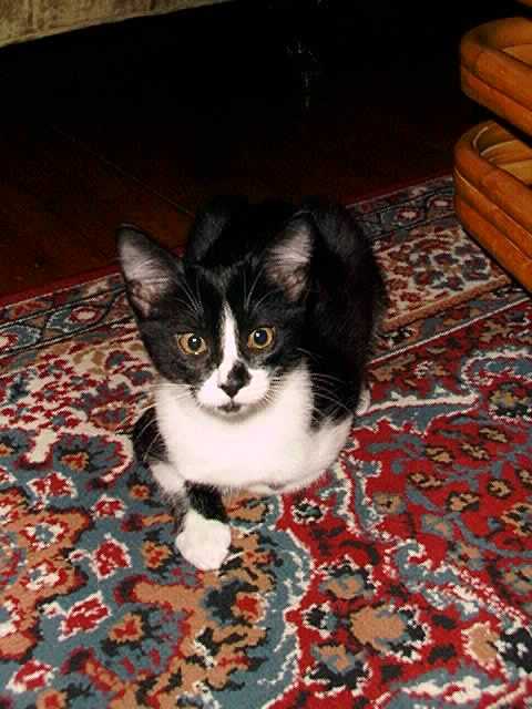 Sparky